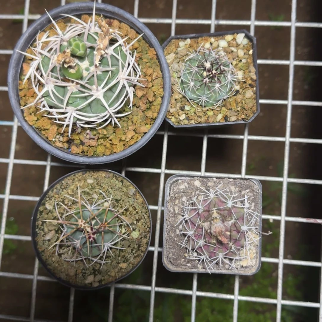 白***水实生仙人球组合一物一拍多肉植物
