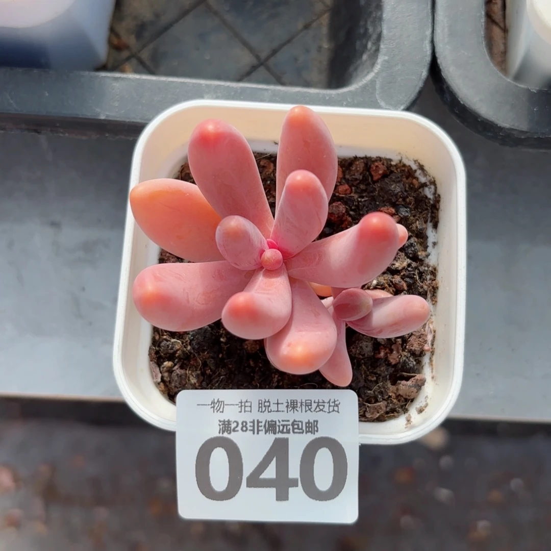 红手指无盆土发货