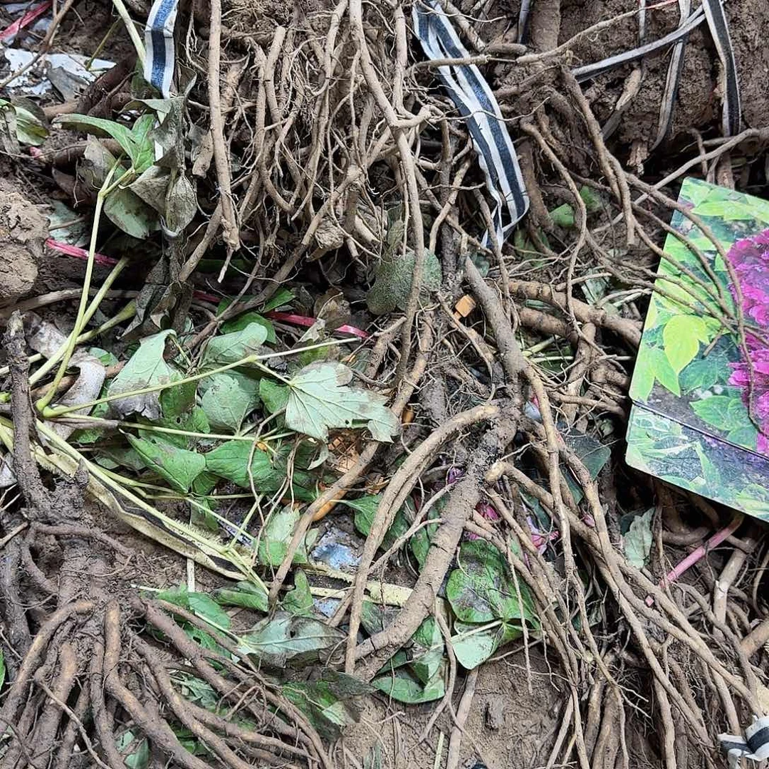 无花朵111111111111111111