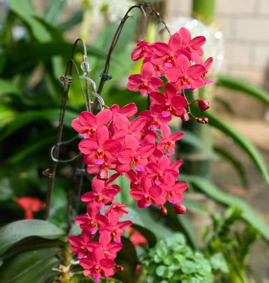 【佛陀宝藏苗子】植成一派蝴蝶兰基地直发四季鲜花乔迁送礼组盆好养