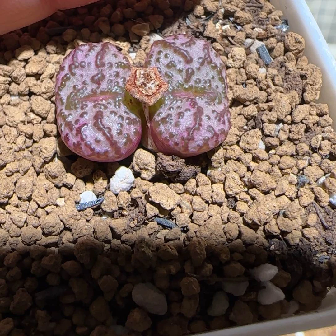 肉锥多肉植物百科-赤筋红椒1725
