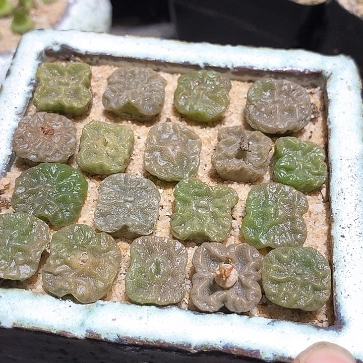 方烧一颗