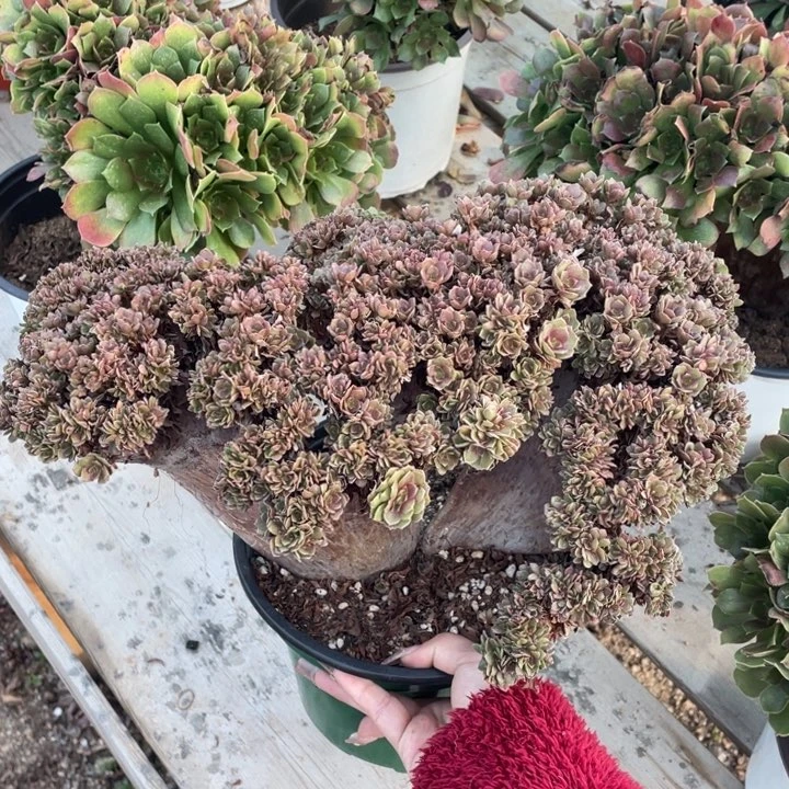 多肉葡萄多水果葡萄也要好好养