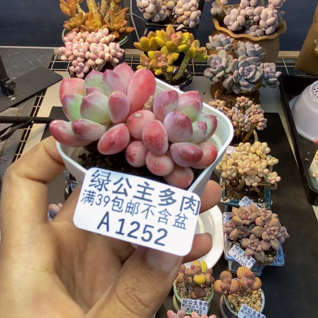 252丽芙美人多肉5c m