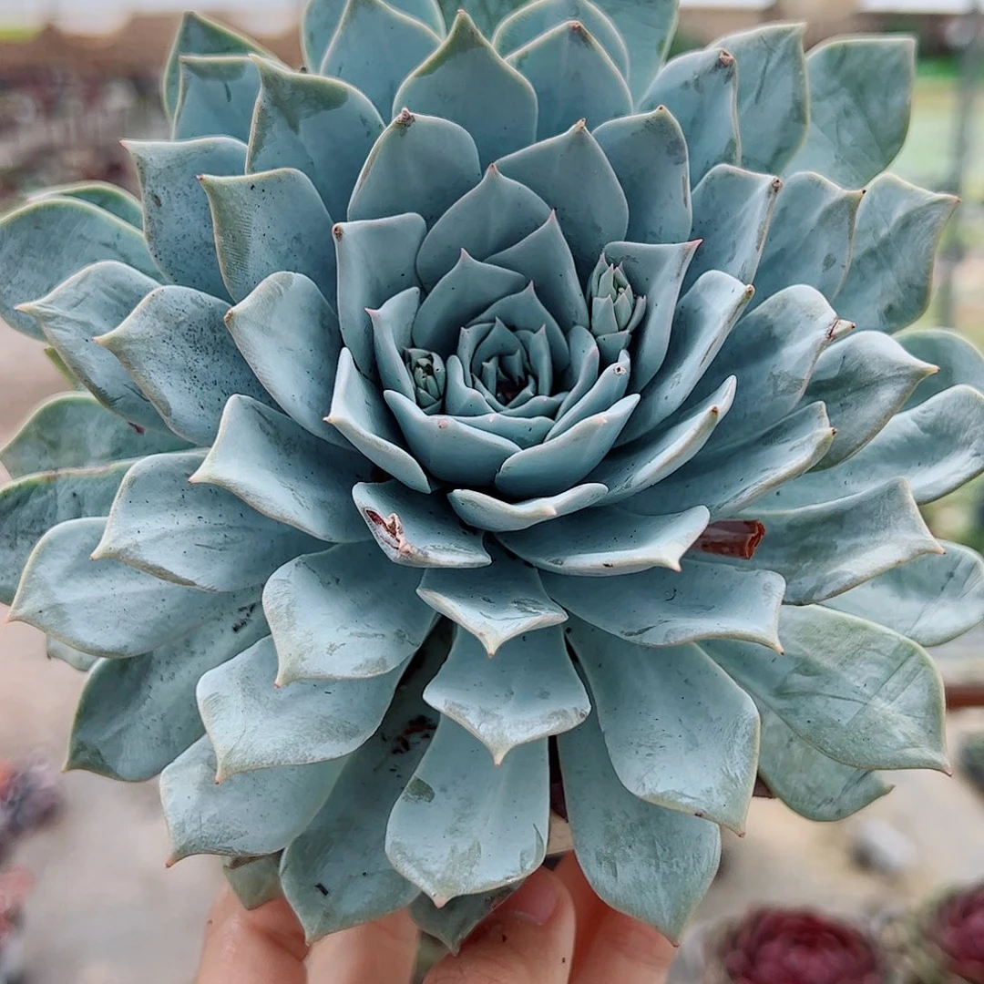 薄叶蓝鸟大单头特大精品