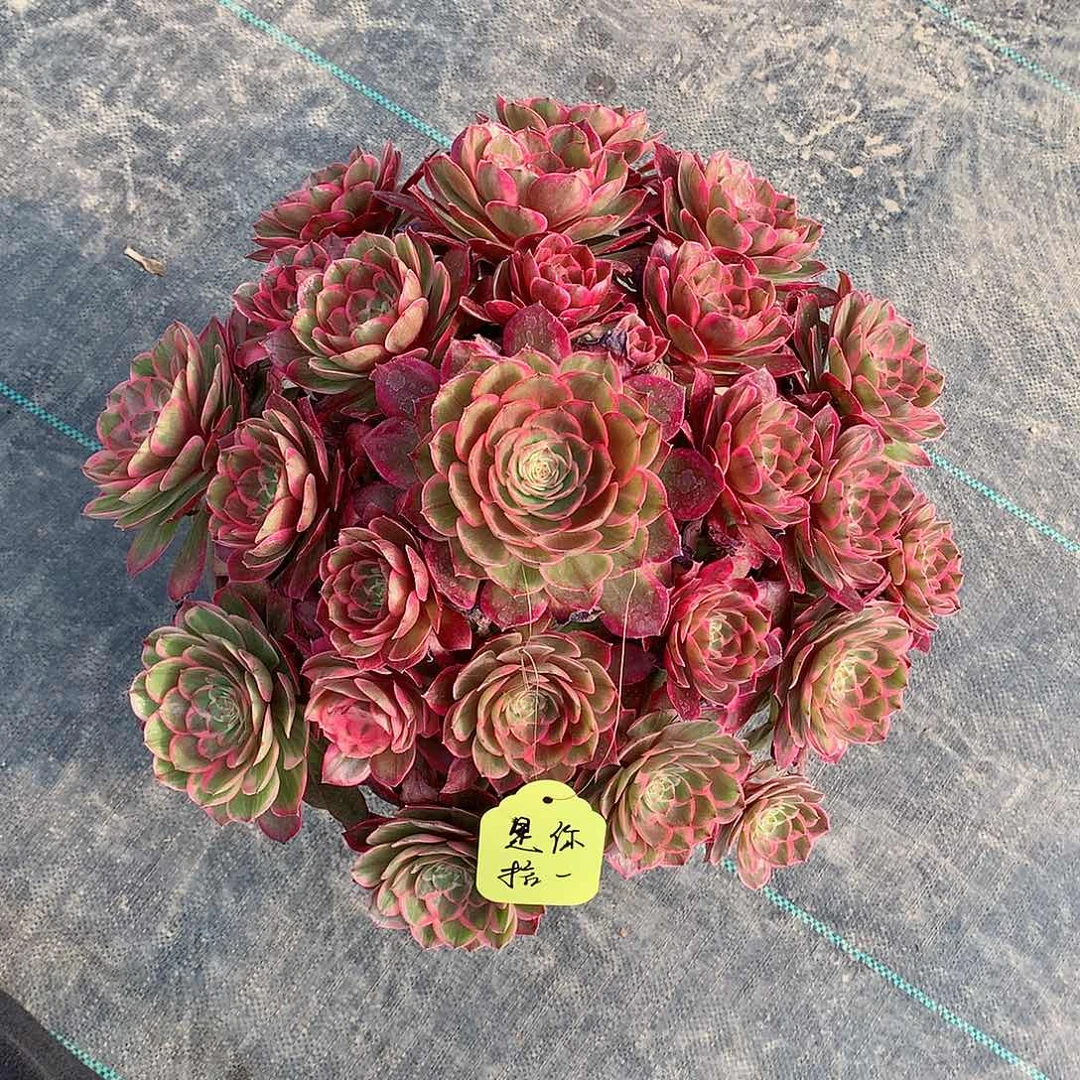 是**一莲花座多肉植物