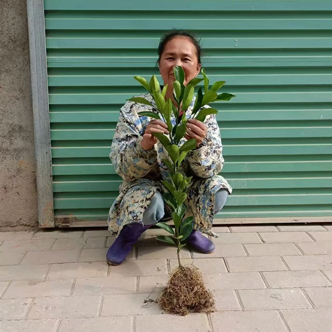 赣南脐橙红黄肉二年分叉苗