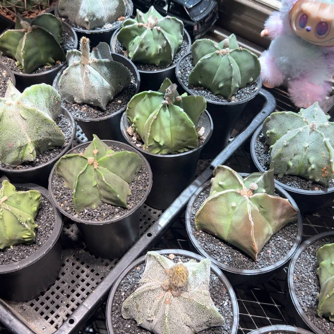 鸾凤玉实生日系带盆