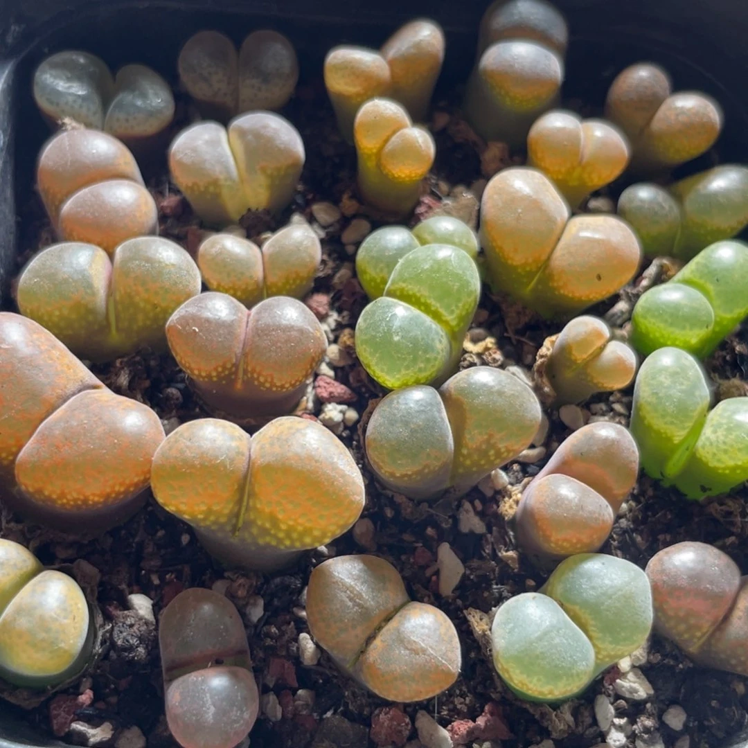 今晚大盆特价更新～29