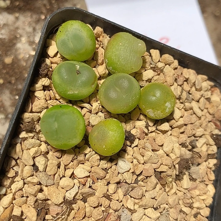 3350。  一组拉登。