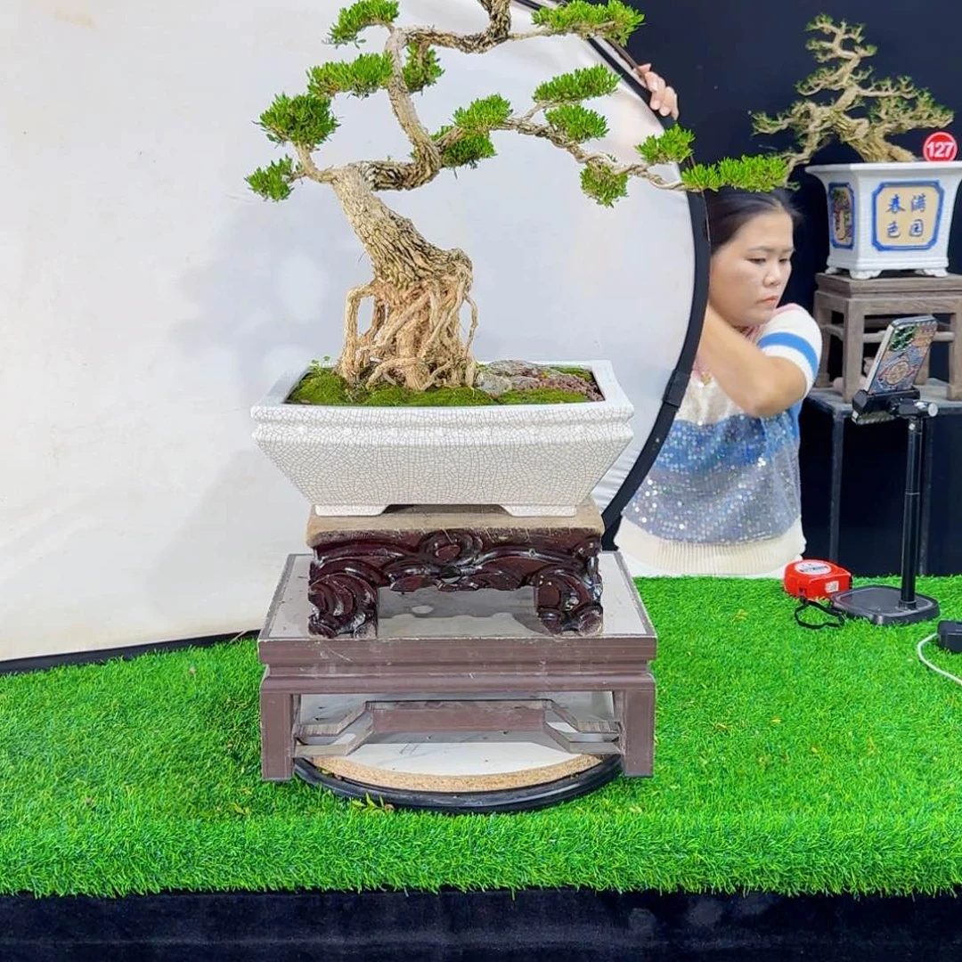 当前无花朵，栽培后可花朵