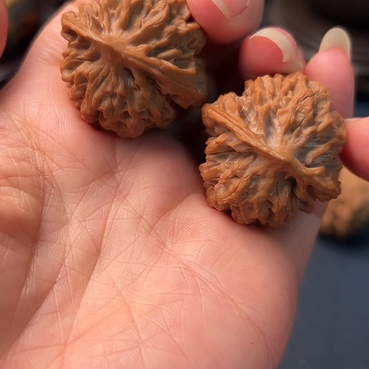 藏***物木桃树是由树上和