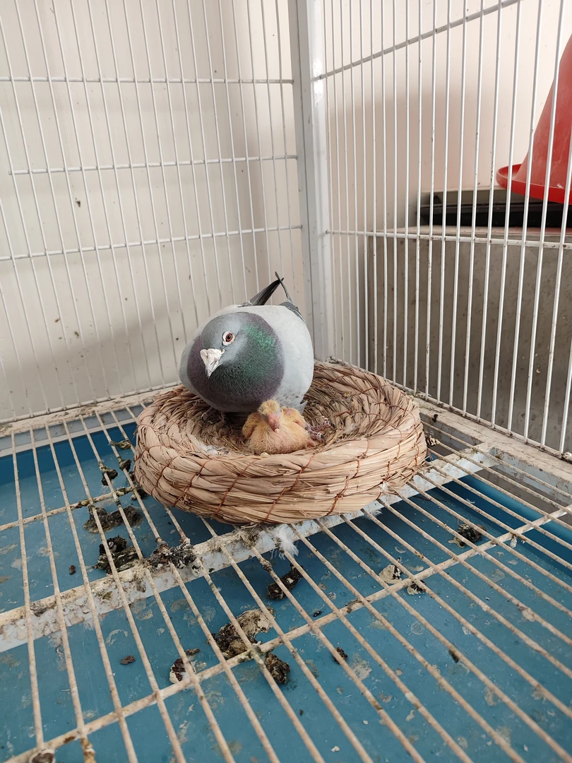 椰壳鸟窝宠物用品鹦鹉鸟巢仓鼠窝草编玩具