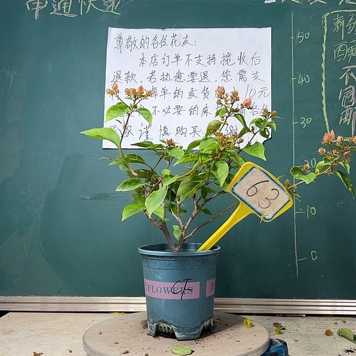 完全开放  橙粉公主  63