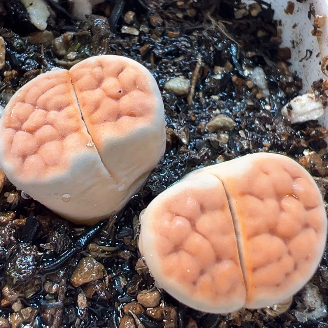 多肉植物百科，369