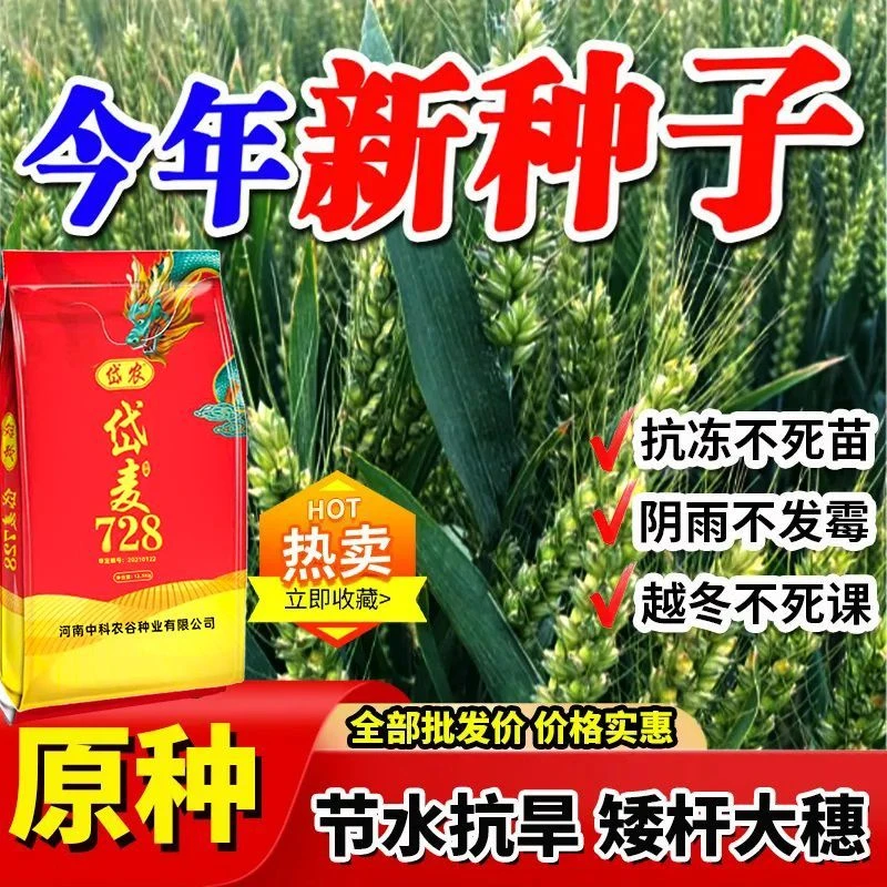 国审岱麦728小麦种子矮杆大穗原装正品优质麦种