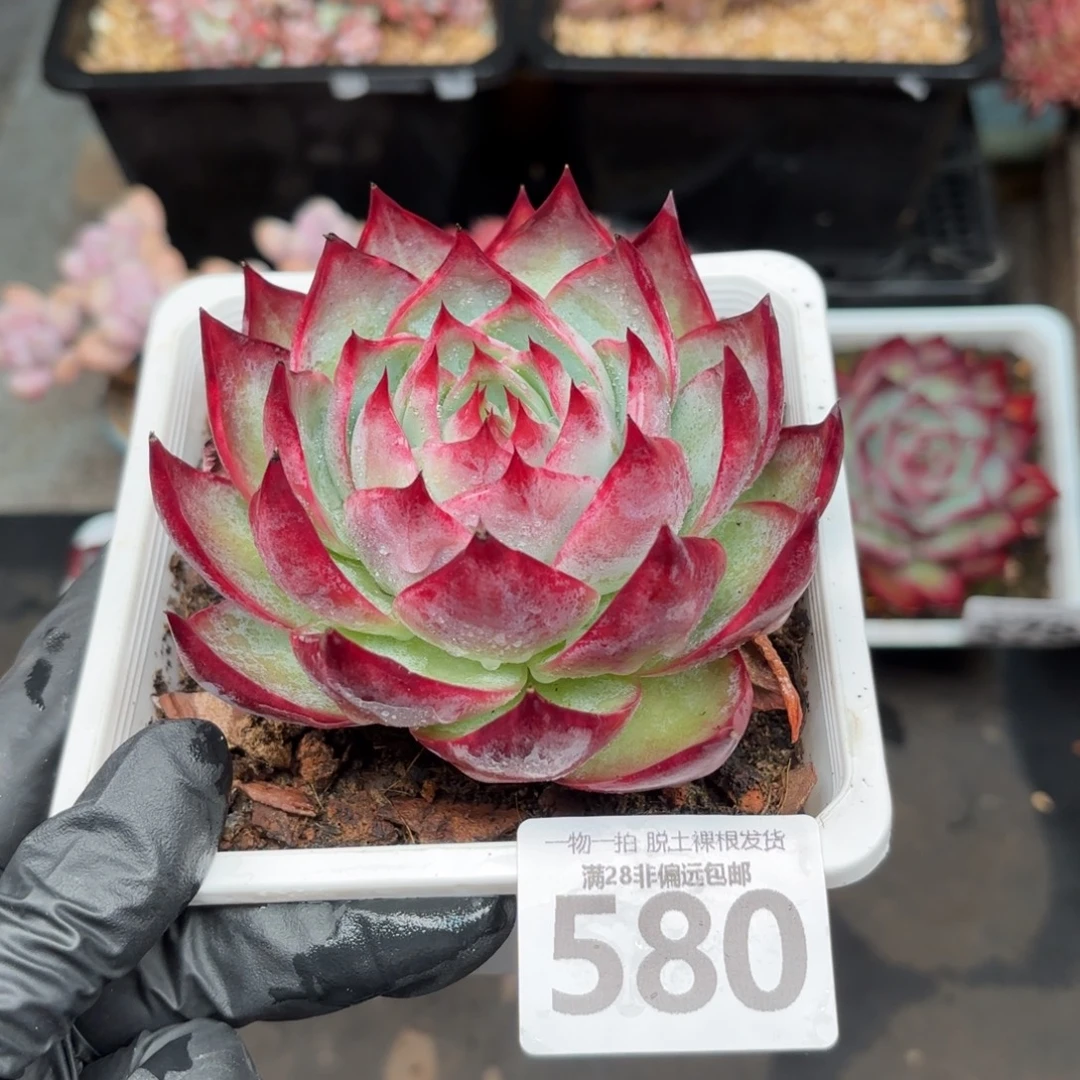 大惊鸿仙子无盆土发货