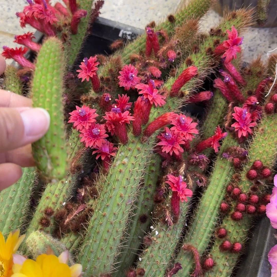 208金妞彩舞柱2个无根侧牙6公分左右，20包邮