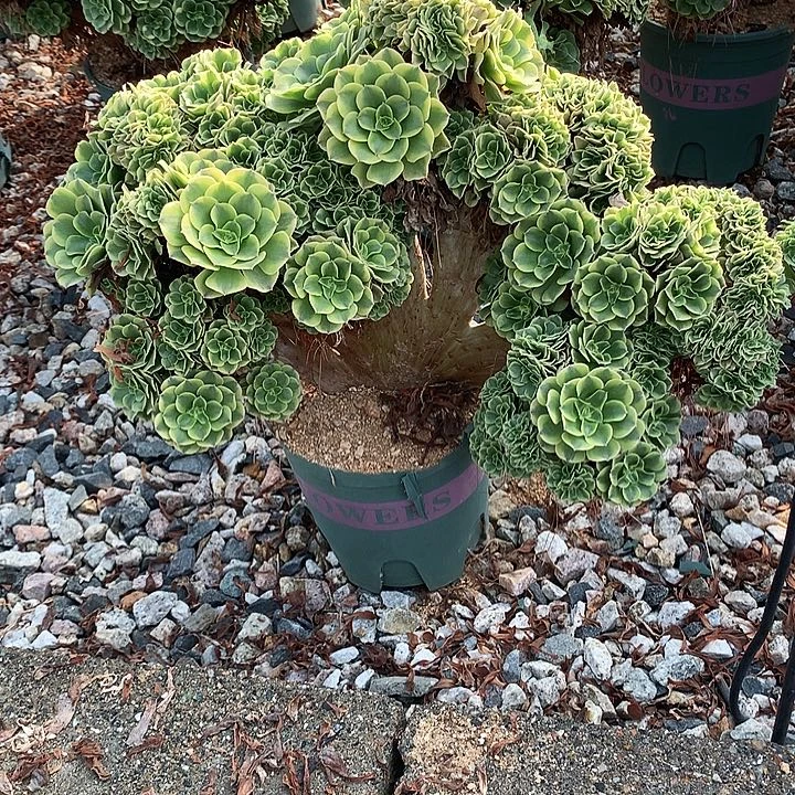 绿豆沙朵朵脱土发货啊