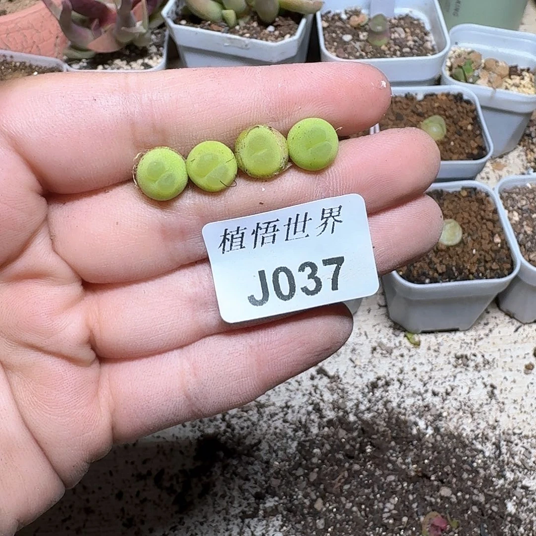 037盒多肉植物哇c