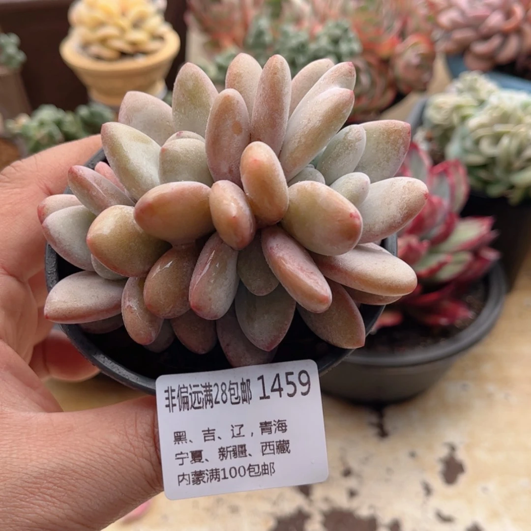 【闪购商品】1459粉兔