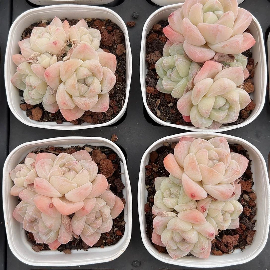 白底冰玉4头拍一发2多肉