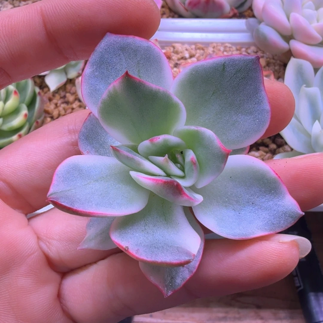 吉赛尔锦 多肉植物