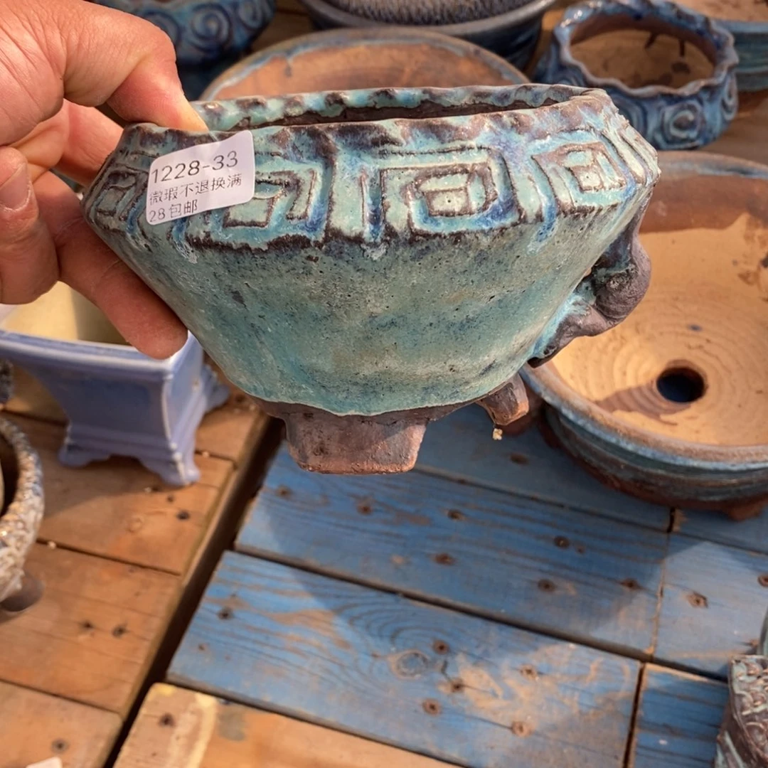 33号花盆内13高10.5