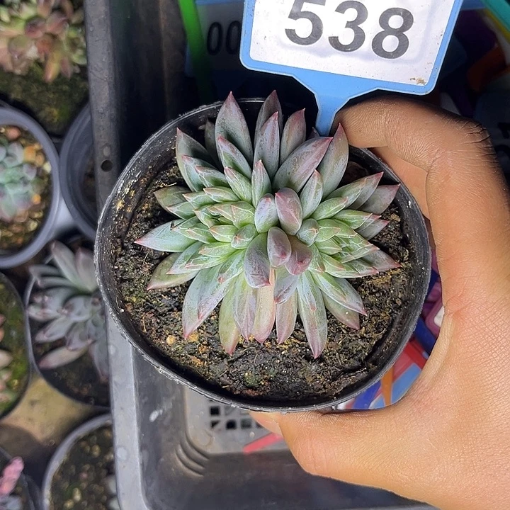 多肉植物彩体梵高538