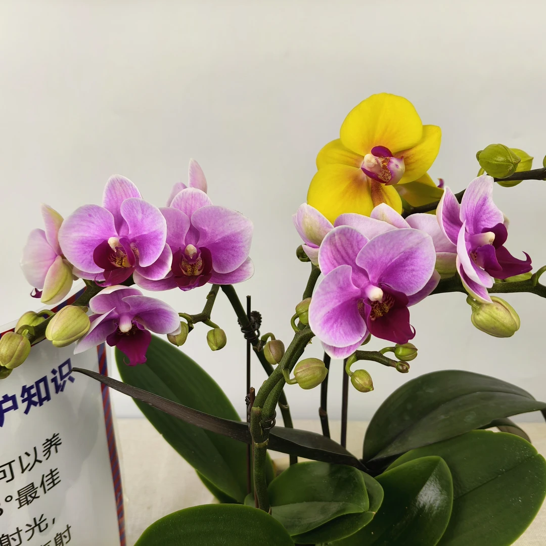 蝴蝶兰【宝贝+菠萝】紫粉色系经典名兰室内绿植盆栽