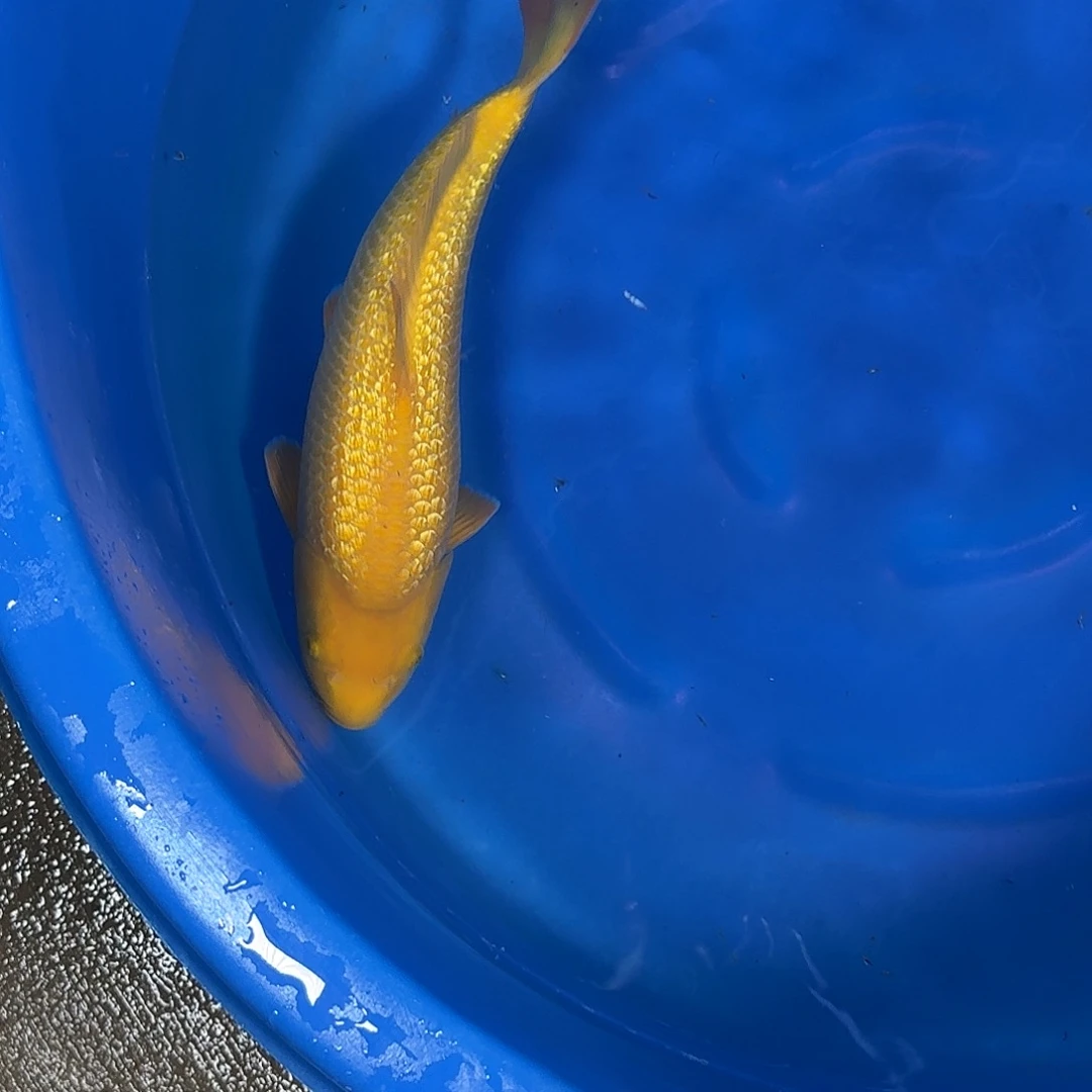 锦鲤爱屋银麟黄猿