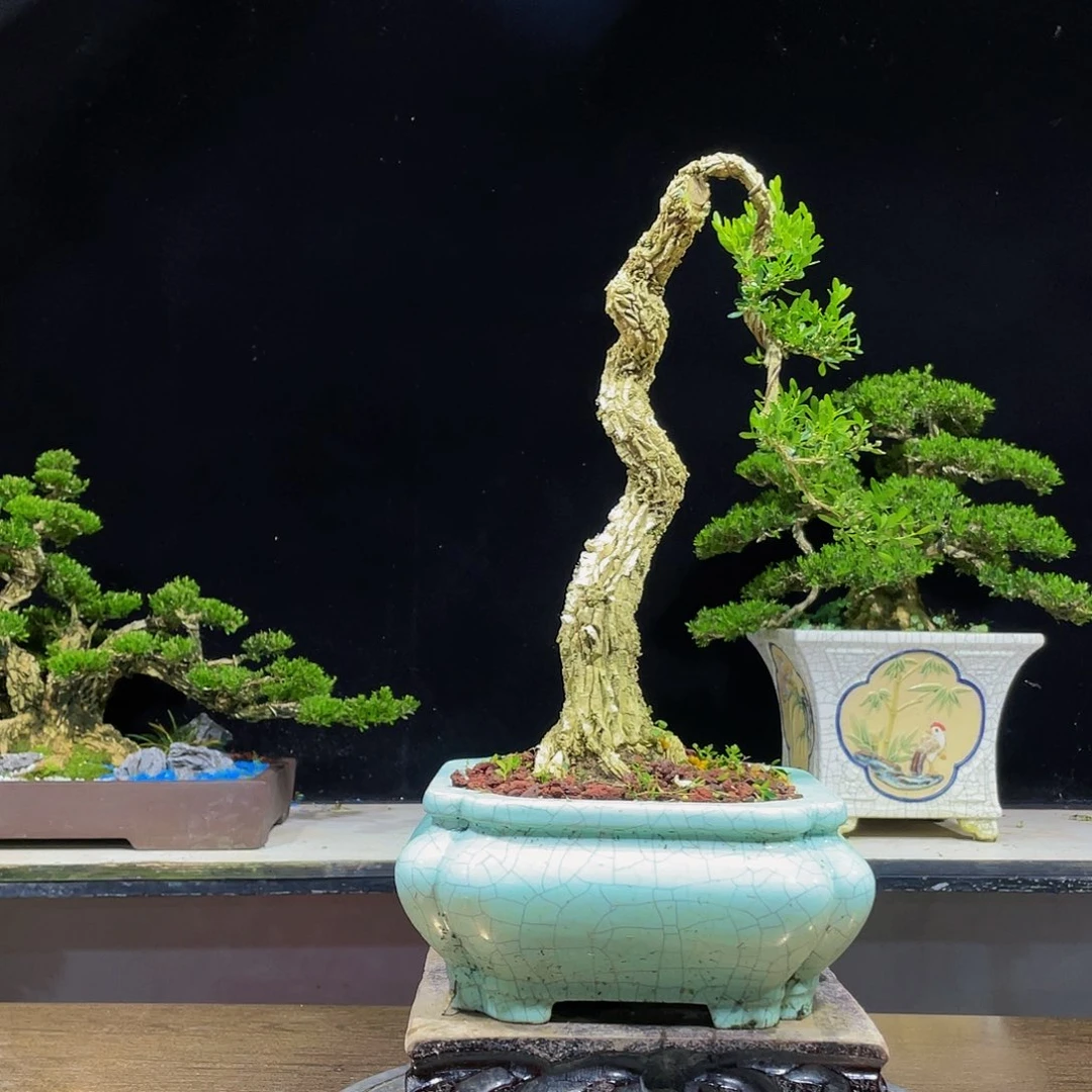 黄杨盆景四季常青
