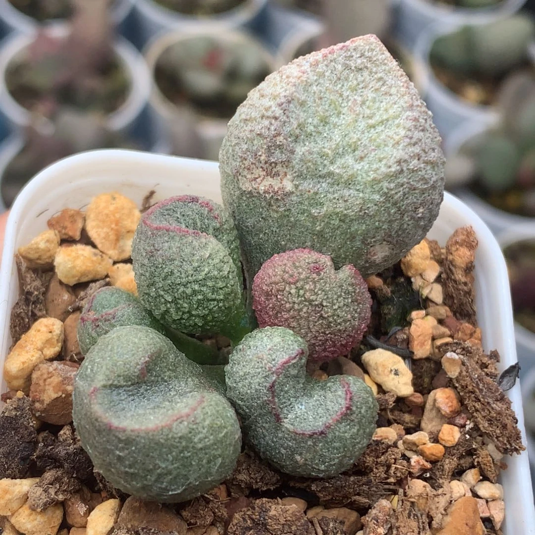 水蜜桃一物一拍照片