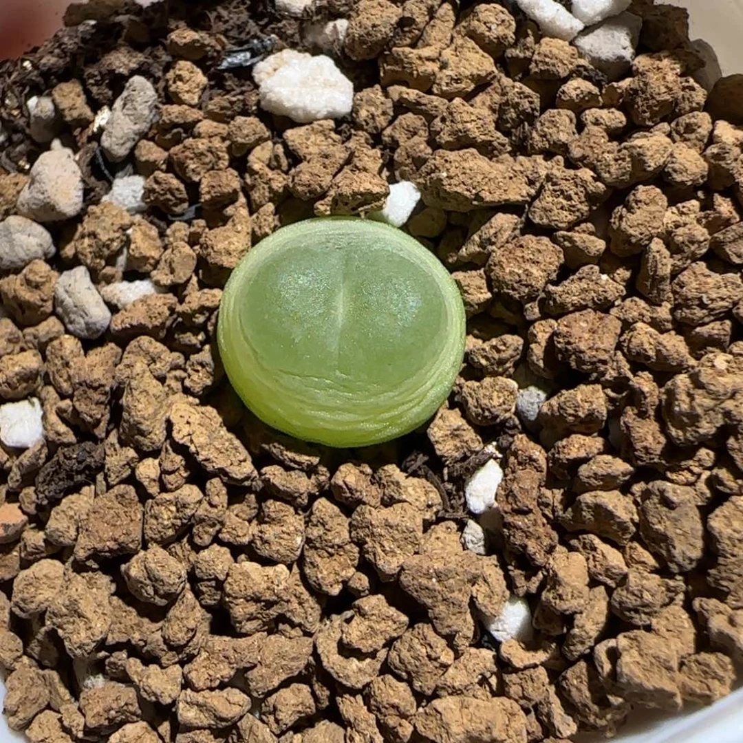 肉锥多肉植物组合-日式拉登1267