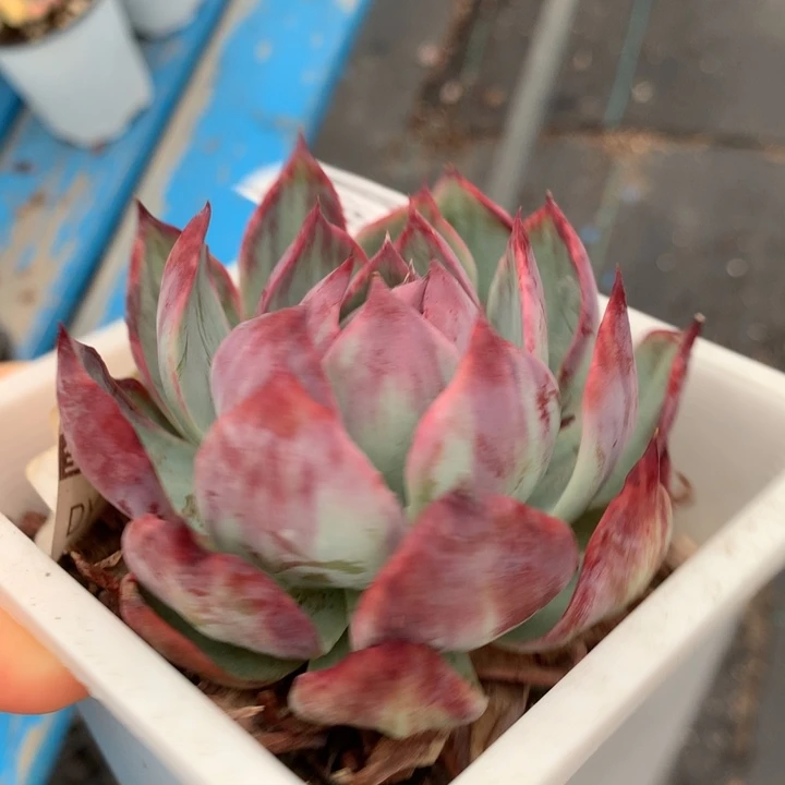 无花朵惊鸿仙子多肉植物