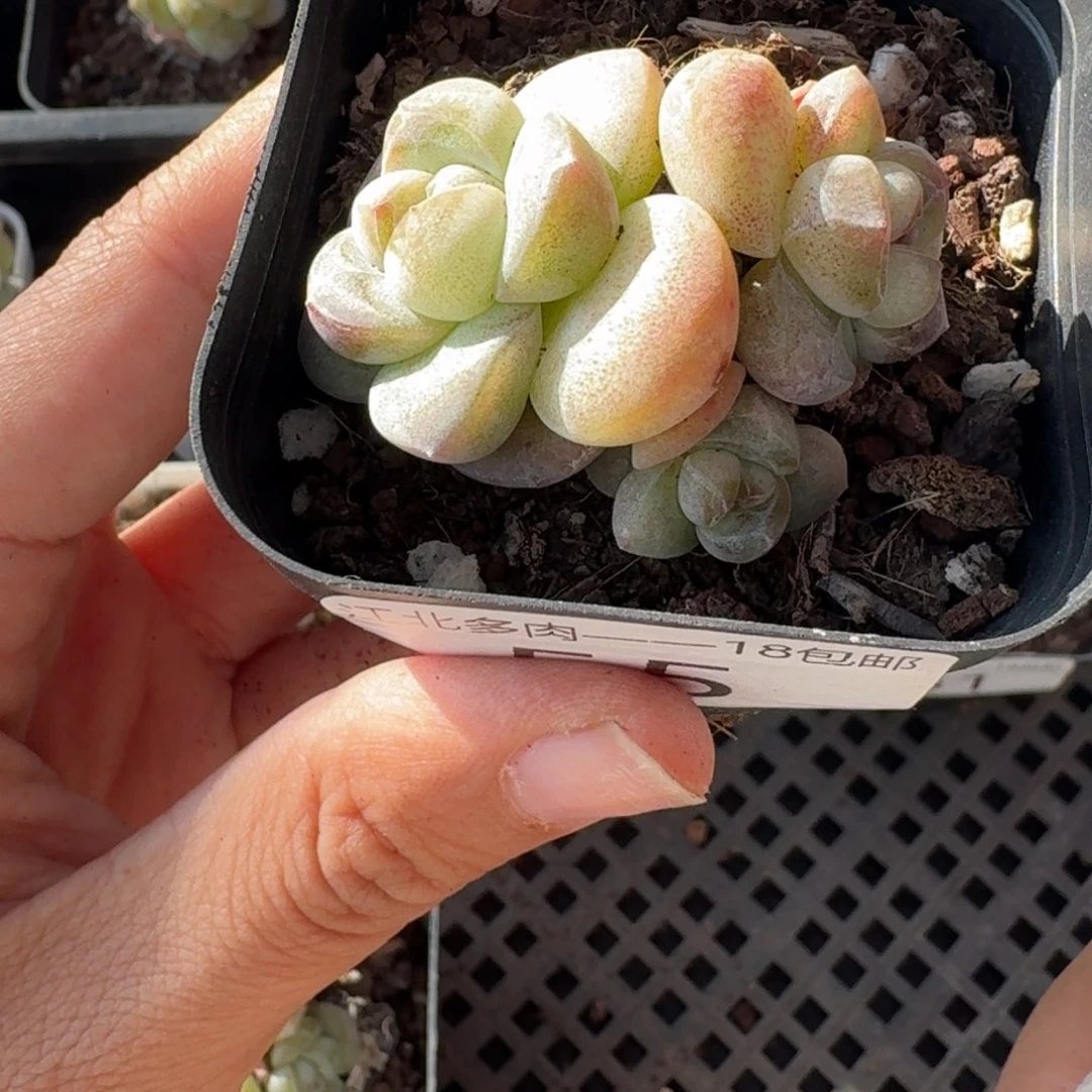 55 号到手1框，江北多肉