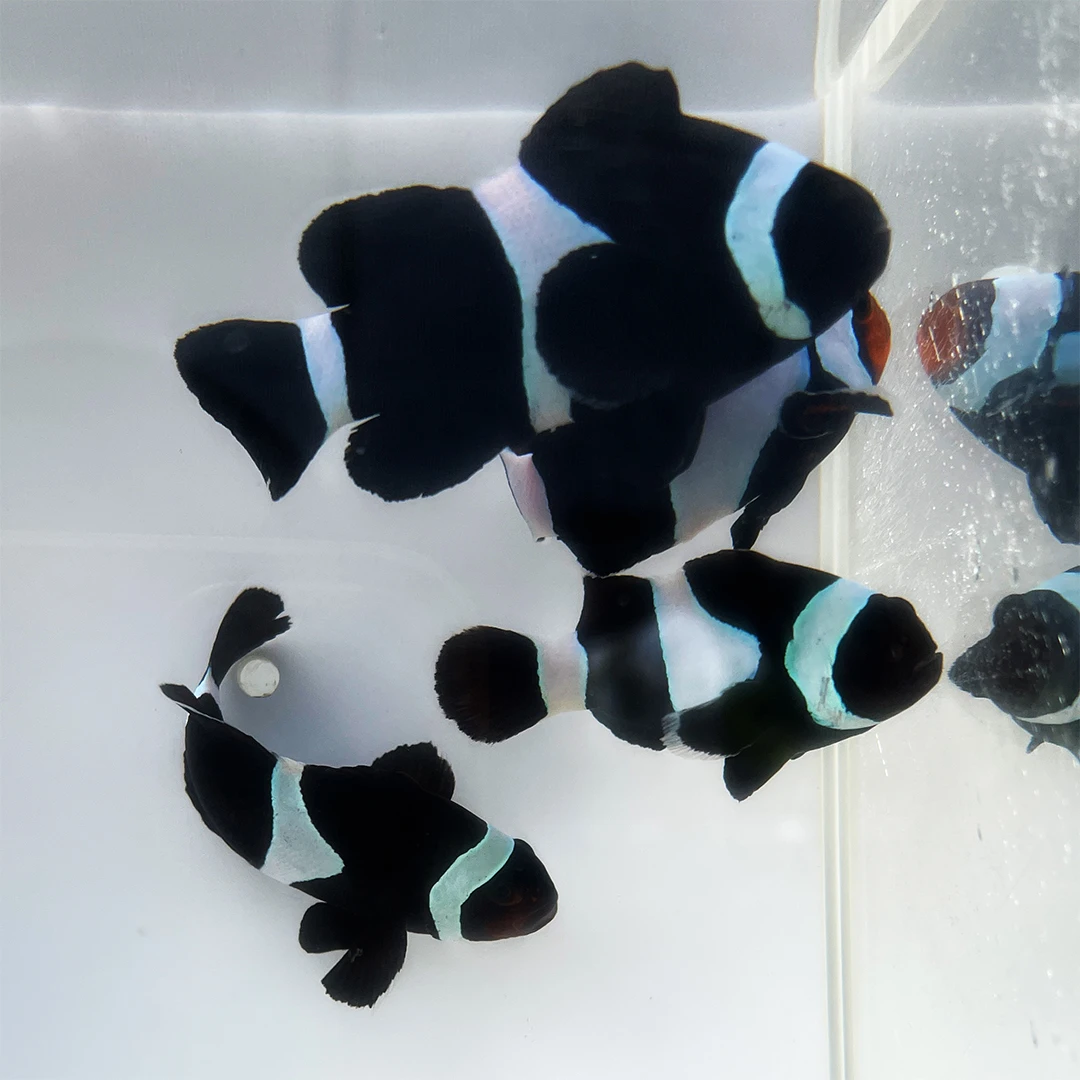 大尺寸公子/澳黑小丑鱼，尺寸6厘米+