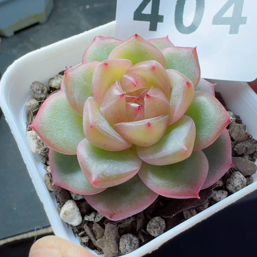 海洋之心            精美多肉植物