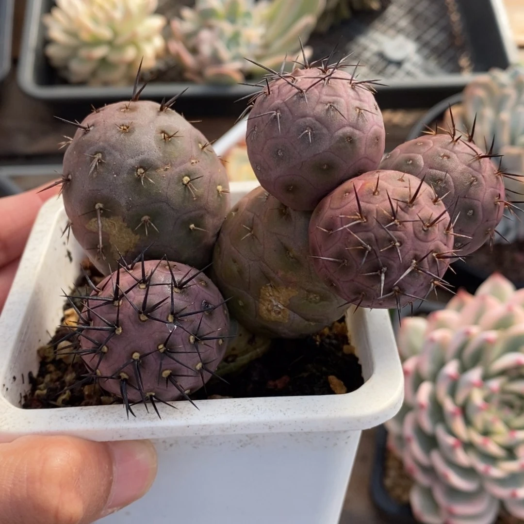 爱*习志野多肉植物