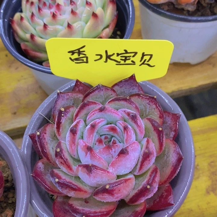 多肉植物，一物一拍