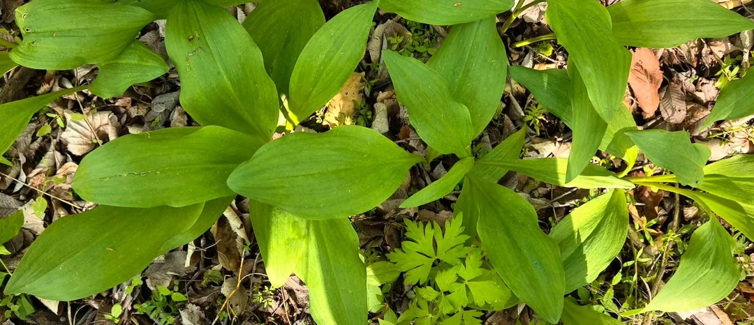 东北新鲜山葱叶，寒葱叶
