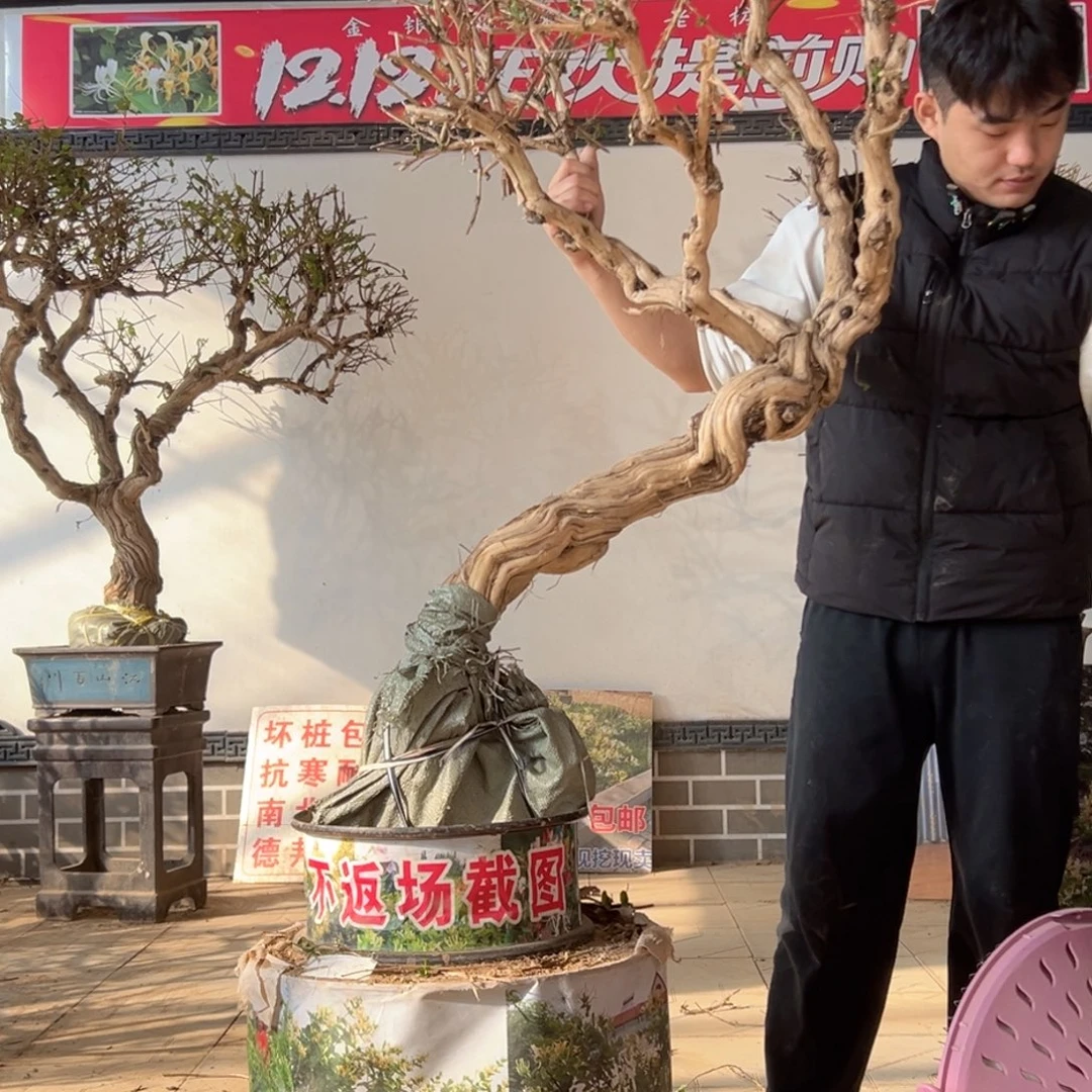 无花朵金银花开花25868885