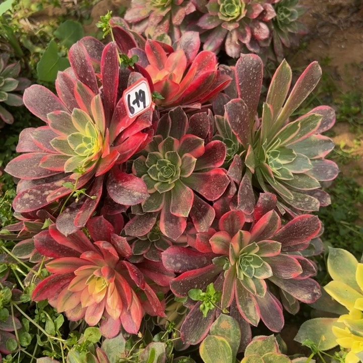 金丝却砍头桩6-19多肉