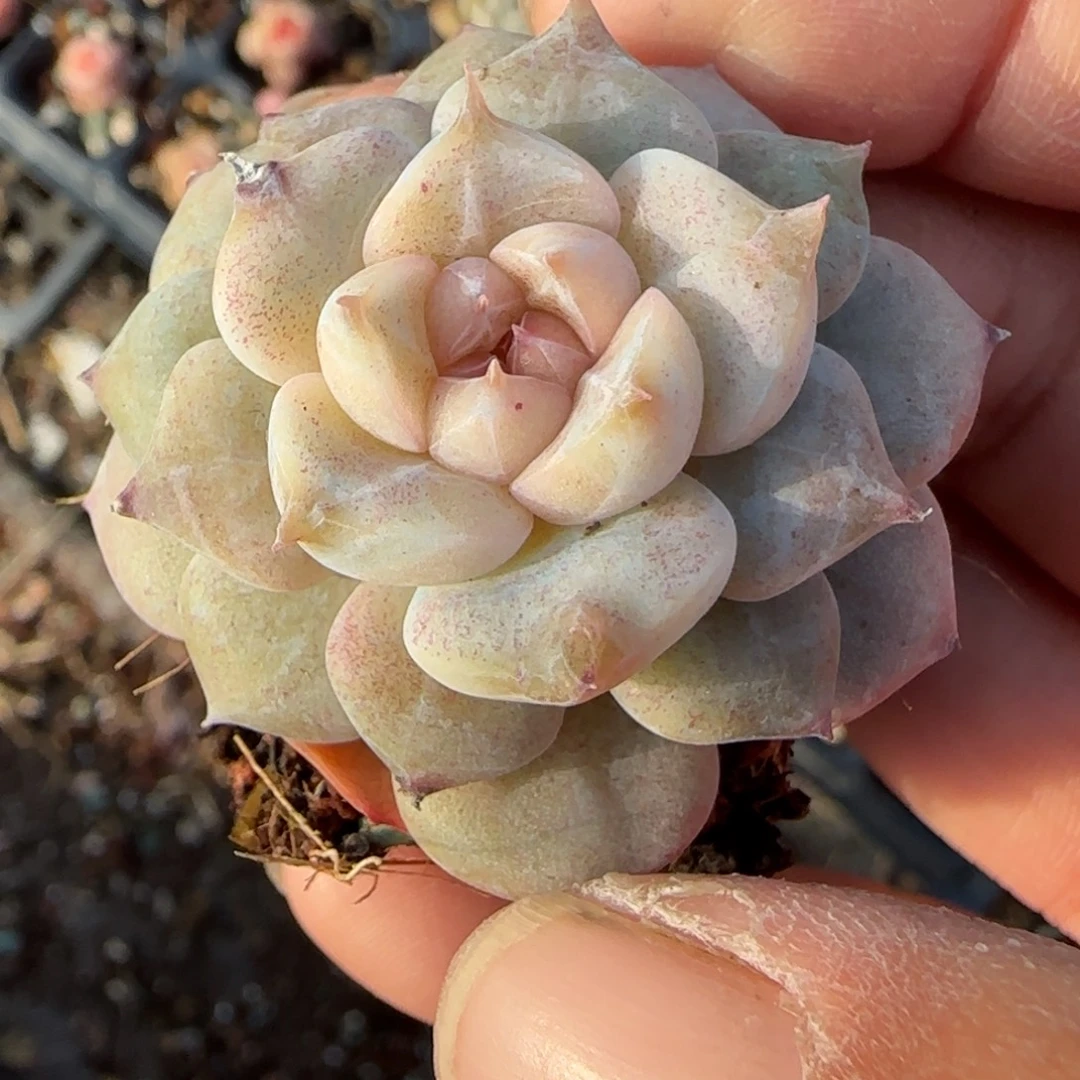 多肉小卡拉米糖心一物一拍