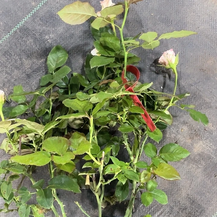 少量花朵（建议范围：2朵-5朵 或40%以下）30阿巴德