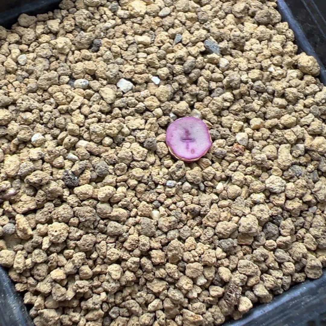 12-69肉锥多肉植物大战