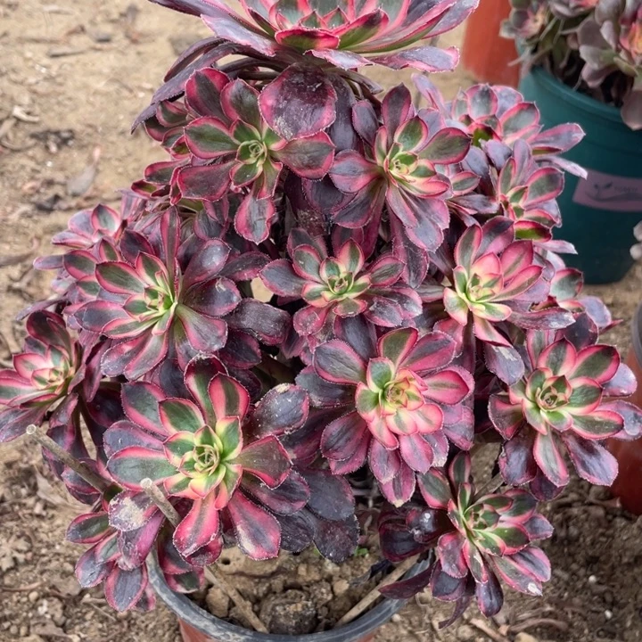 无花朵438多肉植物香奶奶