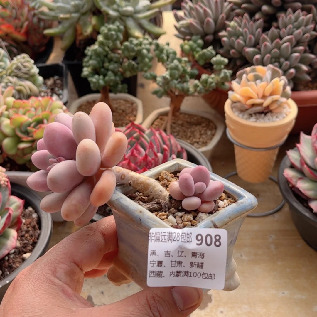 【闪购商品】908桃蛋