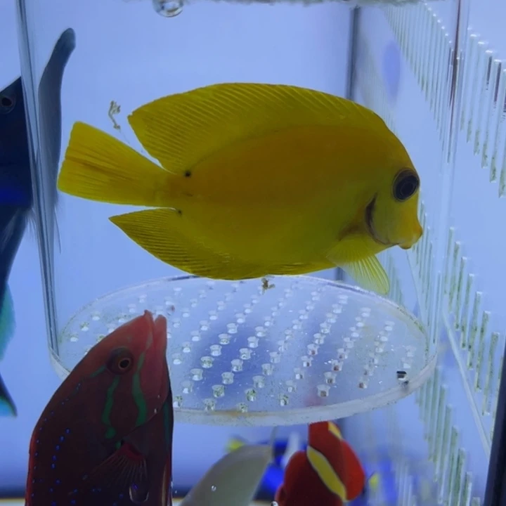 海水鱼黄吊 120 包装运费20