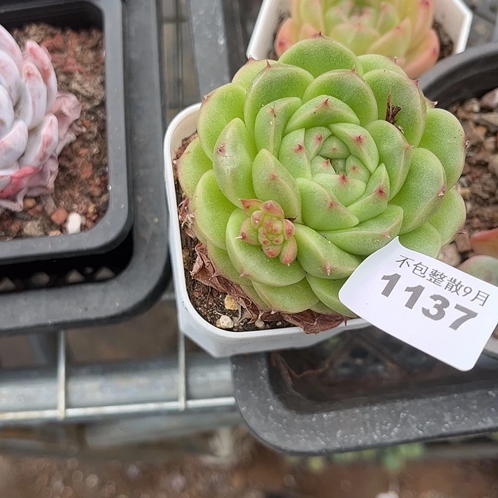 阿雅园艺。       1137麦秆